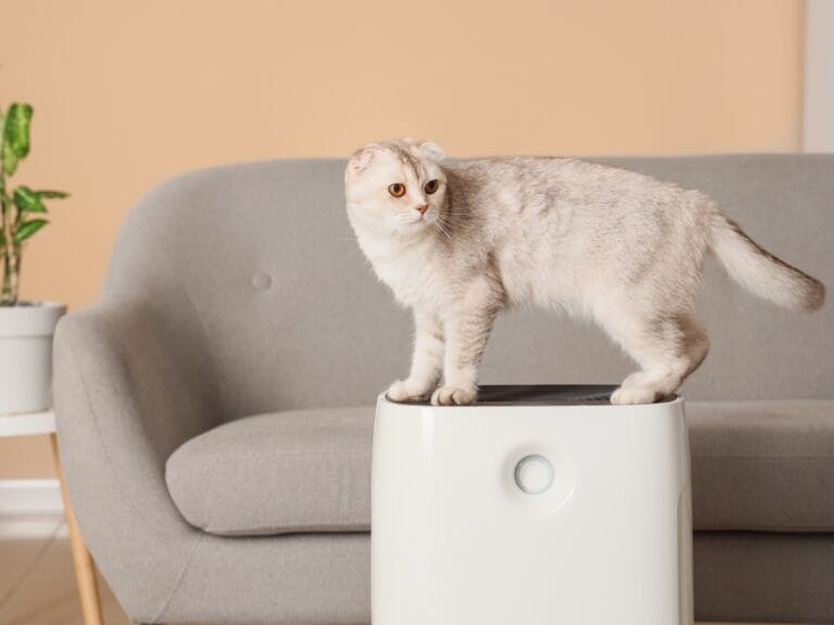 A light gray cat stands on top of a white, pet friendly HVAC air purifier in front of a gray sofa in a living room.