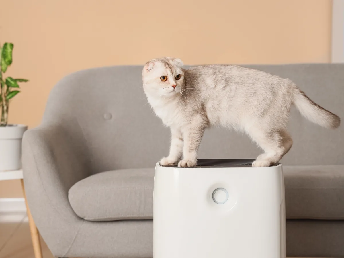 A light gray cat stands on top of a white, pet friendly HVAC air purifier in front of a gray sofa in a living room.