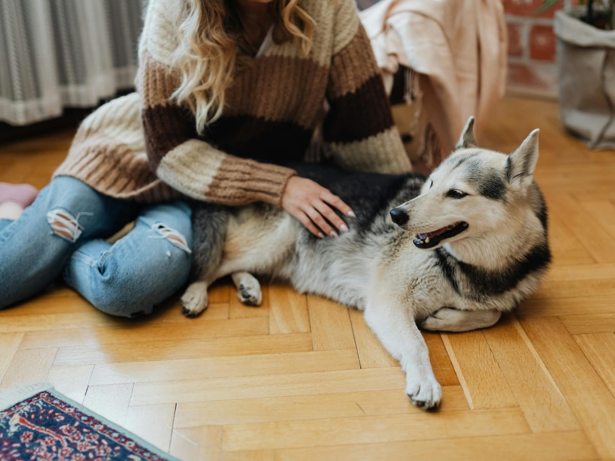 A woman in a striped sweater sits on a wooden floor, resting her hand on a relaxed husky lying beside her, both enjoying the comfort of a pet friendly HVAC system.